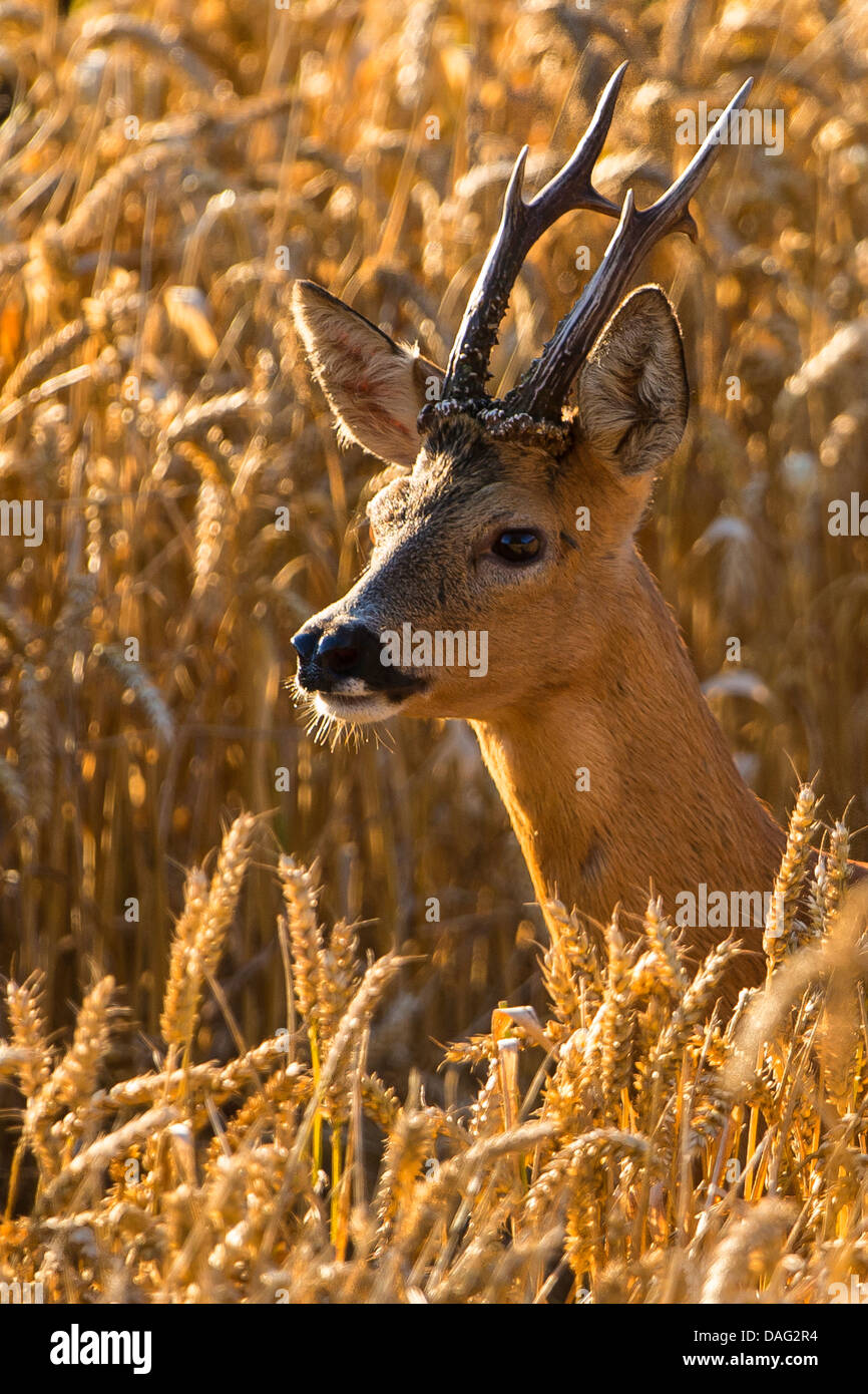 Reh (Capreolus Capreolus), buck in einem Weizenfeld, Deutschland, Nordrhein-Westfalen Stockfoto