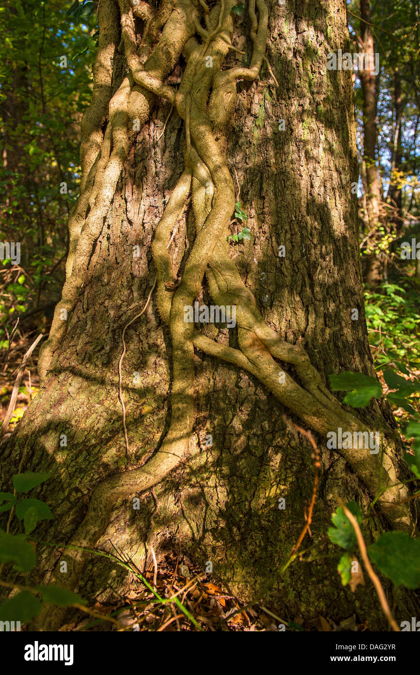 Englisch Efeu ergibt sich gemeinsame Efeu (Hedera Helix), dick auf einem Baumstamm, Deutschland, Nordrhein-Westfalen Stockfoto
