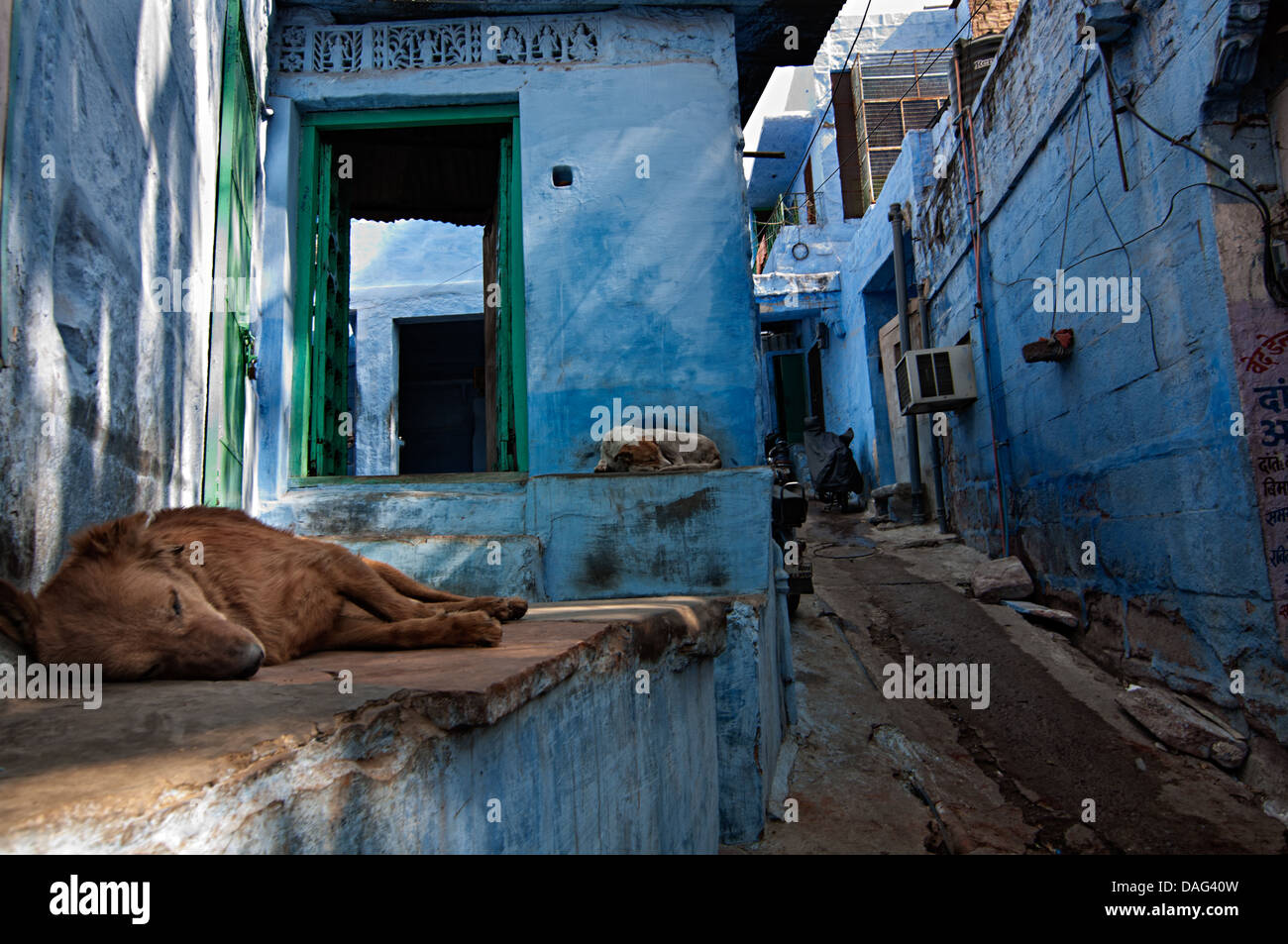 India Street Dogs Stockfotos und bilder Kaufen Alamy