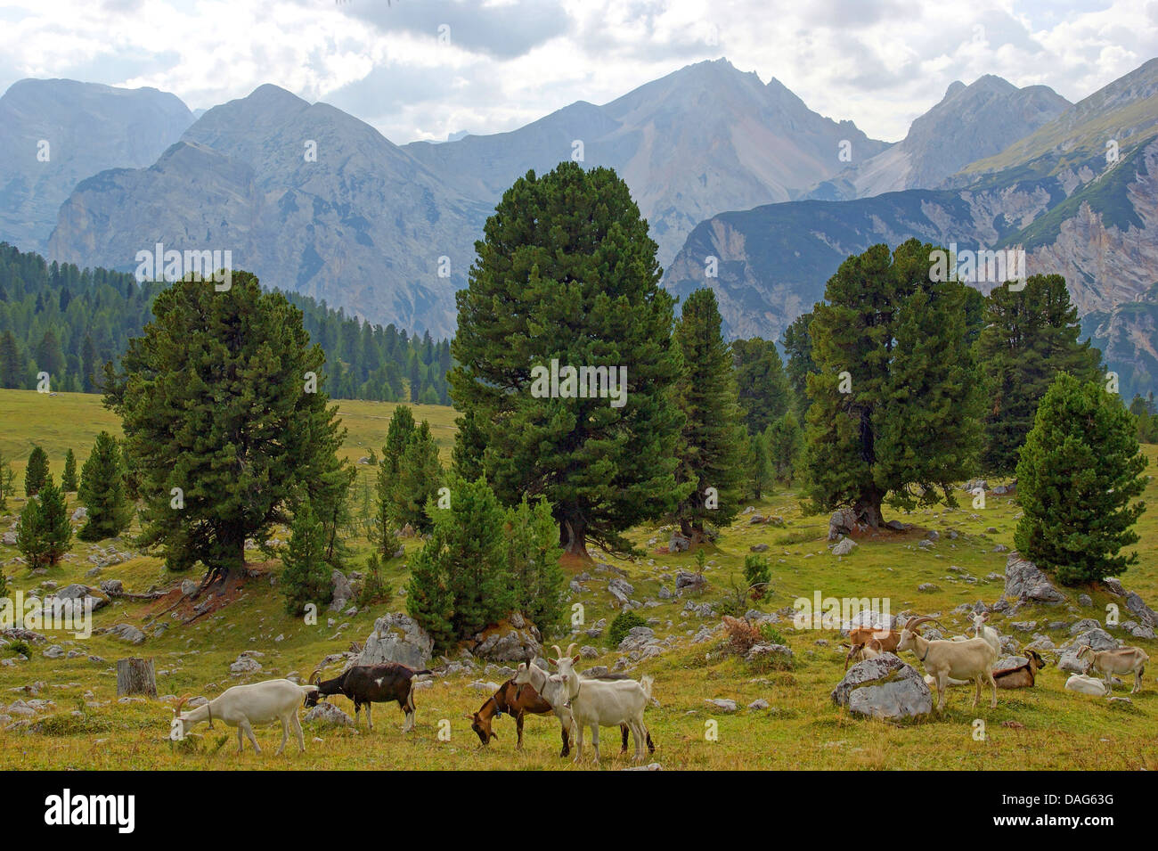 Hausziege (Capra Hircus, Capra Aegagrus F. Hircus), freie Auswahl Ziegen in Berglandschaft, Italien, Südtirol, Dolomiten, Fanes Nationalpark Stockfoto