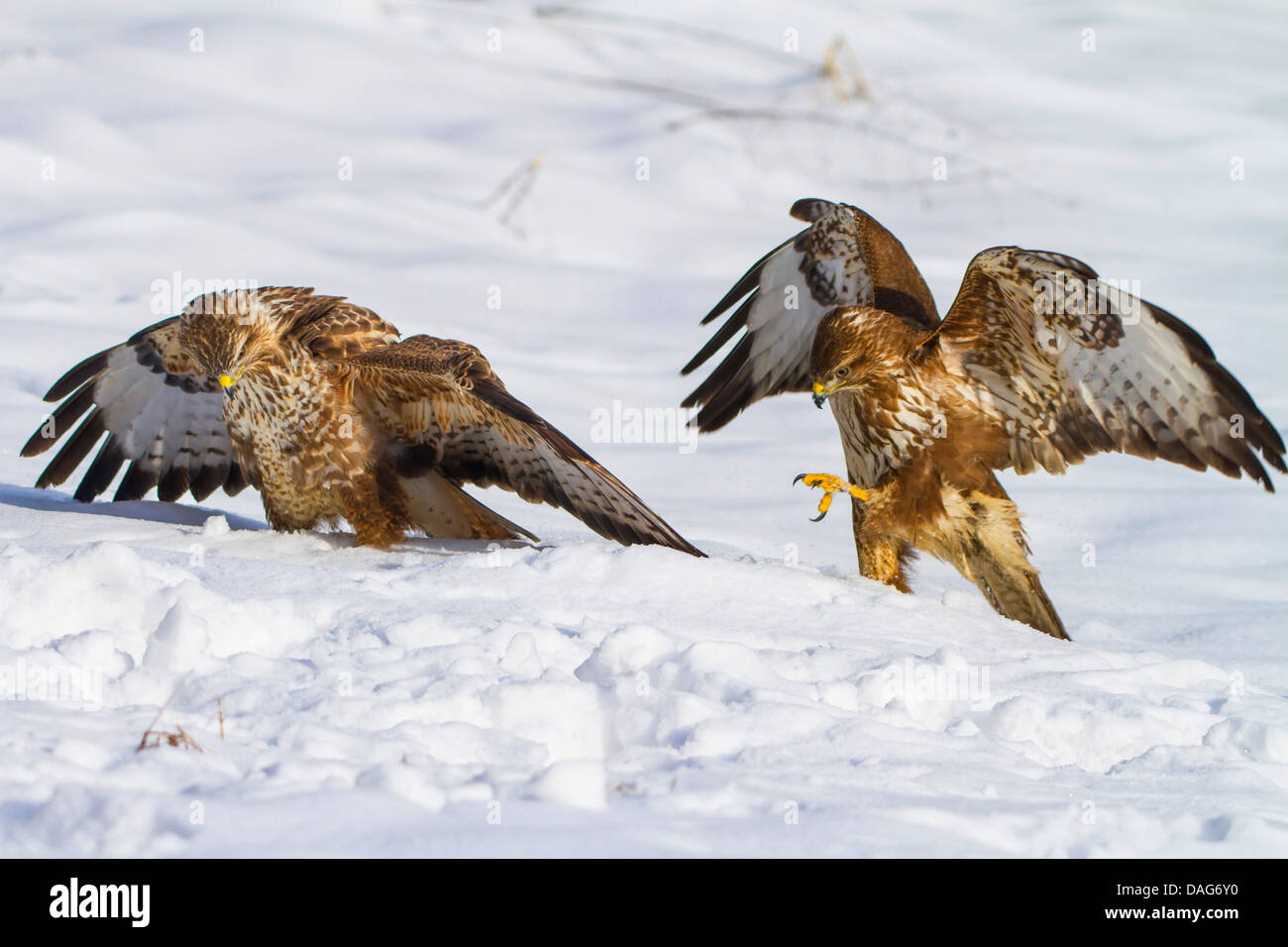 Eurasischer Bussard (Buteo Buteo), zwei Bussarde im Schnee, Schweiz, Sankt Gallen Stockfoto