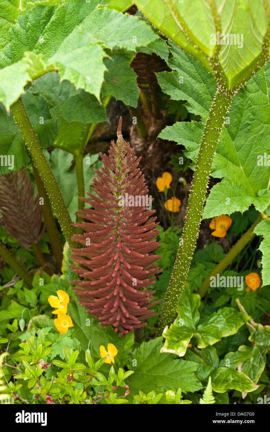 Eine große Gunnera Manicata-Blütenstand, wächst in einem englischen Landhaus-Garten Stockfoto