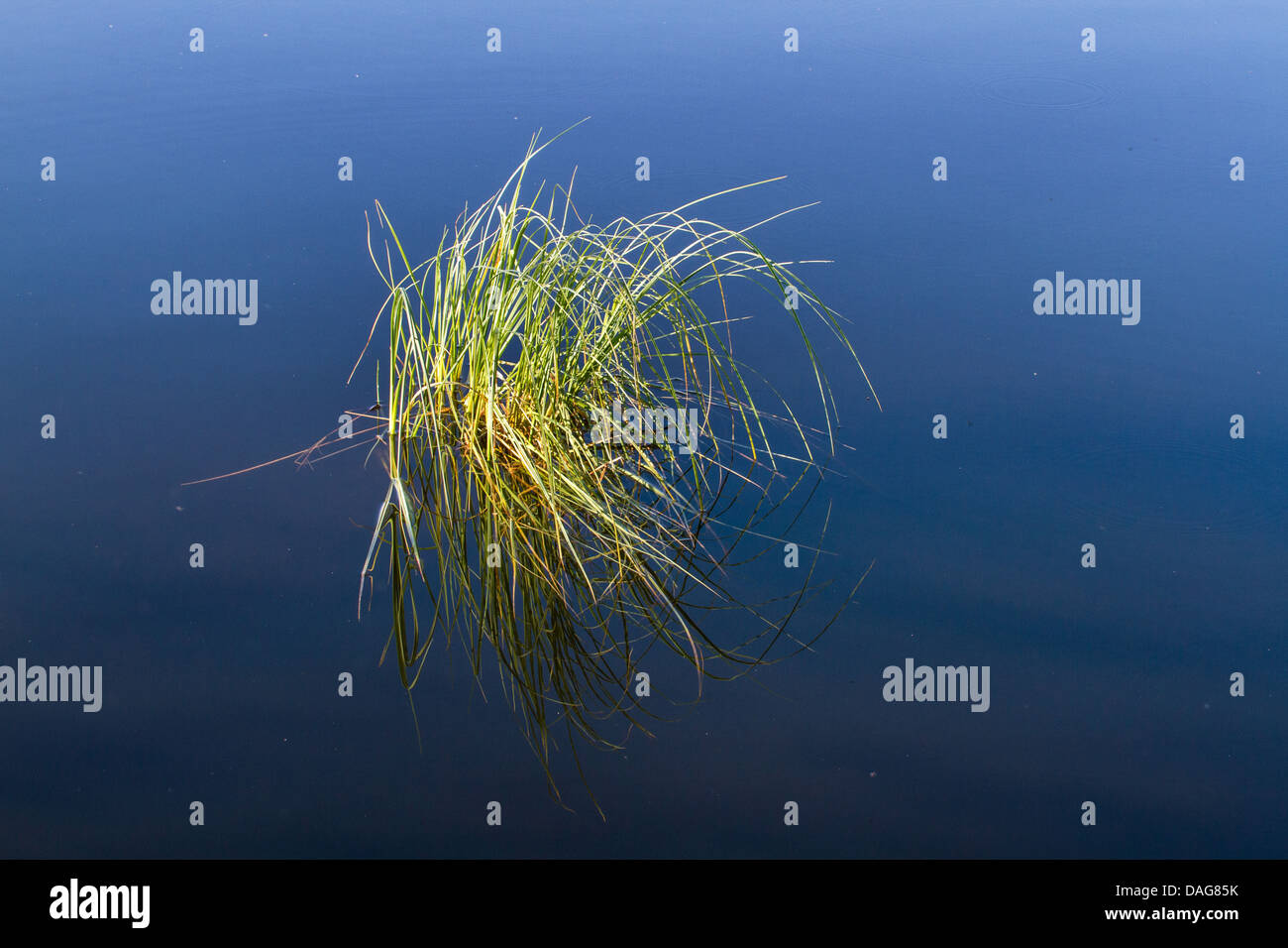 Grass im ruhigen Wasser eines Sees, Prestvannet, Tromsoe, Troms, Norwegen Stockfoto