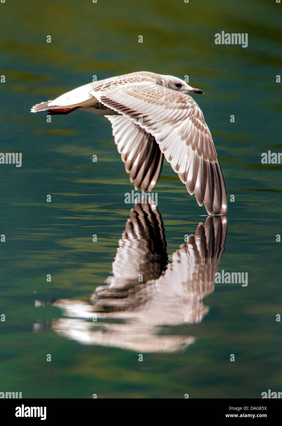 MEW Gull (Larus Canus), juvenile fliegen genau über der Wasseroberfläche, Prestvannet, Tromsoe, Troms, Norwegen Stockfoto