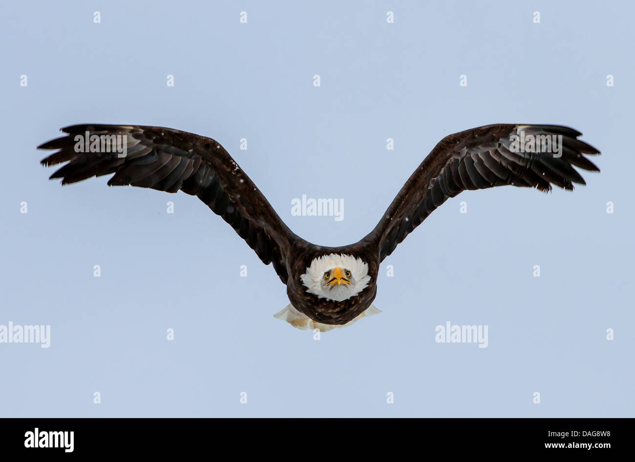 Weißkopfseeadler (Haliaeetus Leucocephalus), im Flug, USA, Alaska, Chilkat Weißkopf-Seeadler zu bewahren, Haines Stockfoto