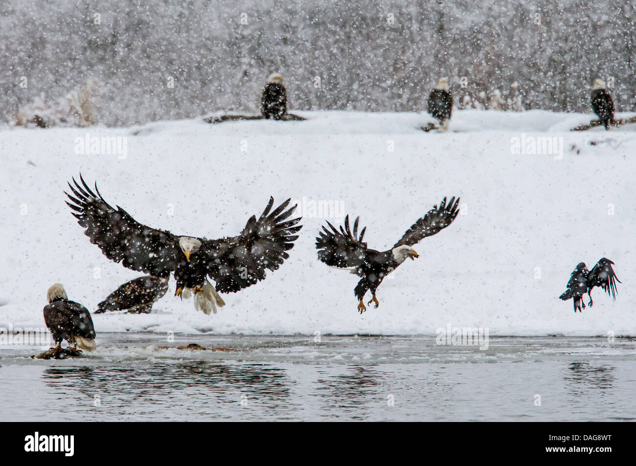 Weißkopfseeadler (Haliaeetus Leucocephalus), Gruppe am Futterplatz in Schnee, USA, Alaska Chilkat Bald Eagle zu bewahren Stockfoto