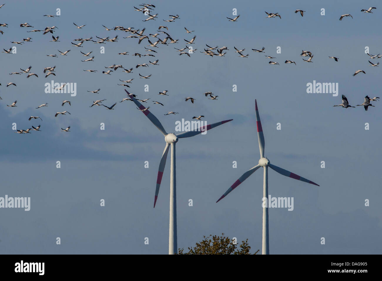 Kranich, eurasische Kranich (Grus Grus), strömen über die Oppenweher Moor vor Wind Räder, Deutschland, Niedersachsen, Oppenwehe Stockfoto