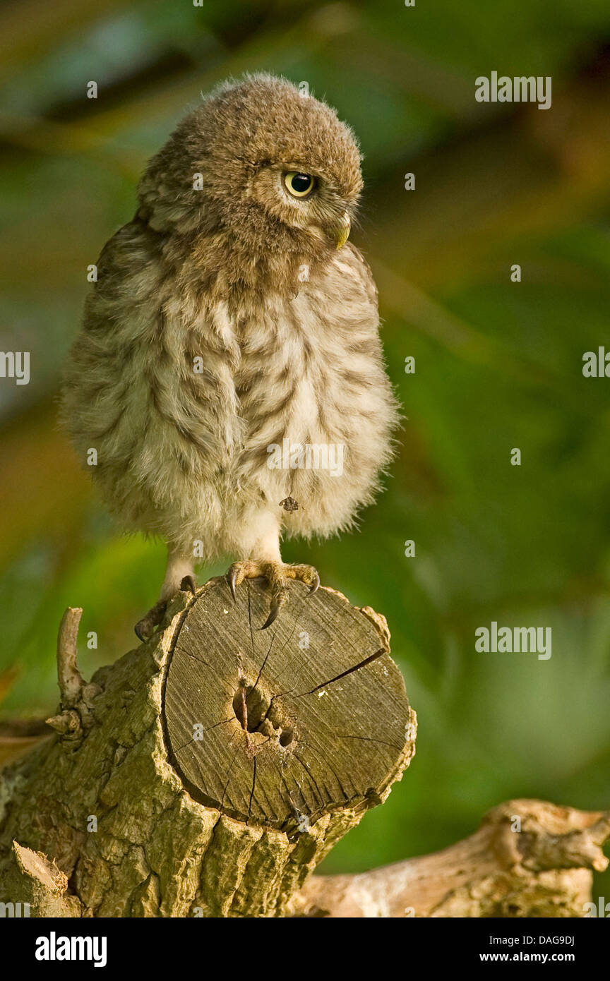 Steinkauz (Athene Noctua), vollwertige juvenile sitzen am Ende eines Zweiges der Cut-off, Deutschland, Nordrhein-Westfalen Stockfoto