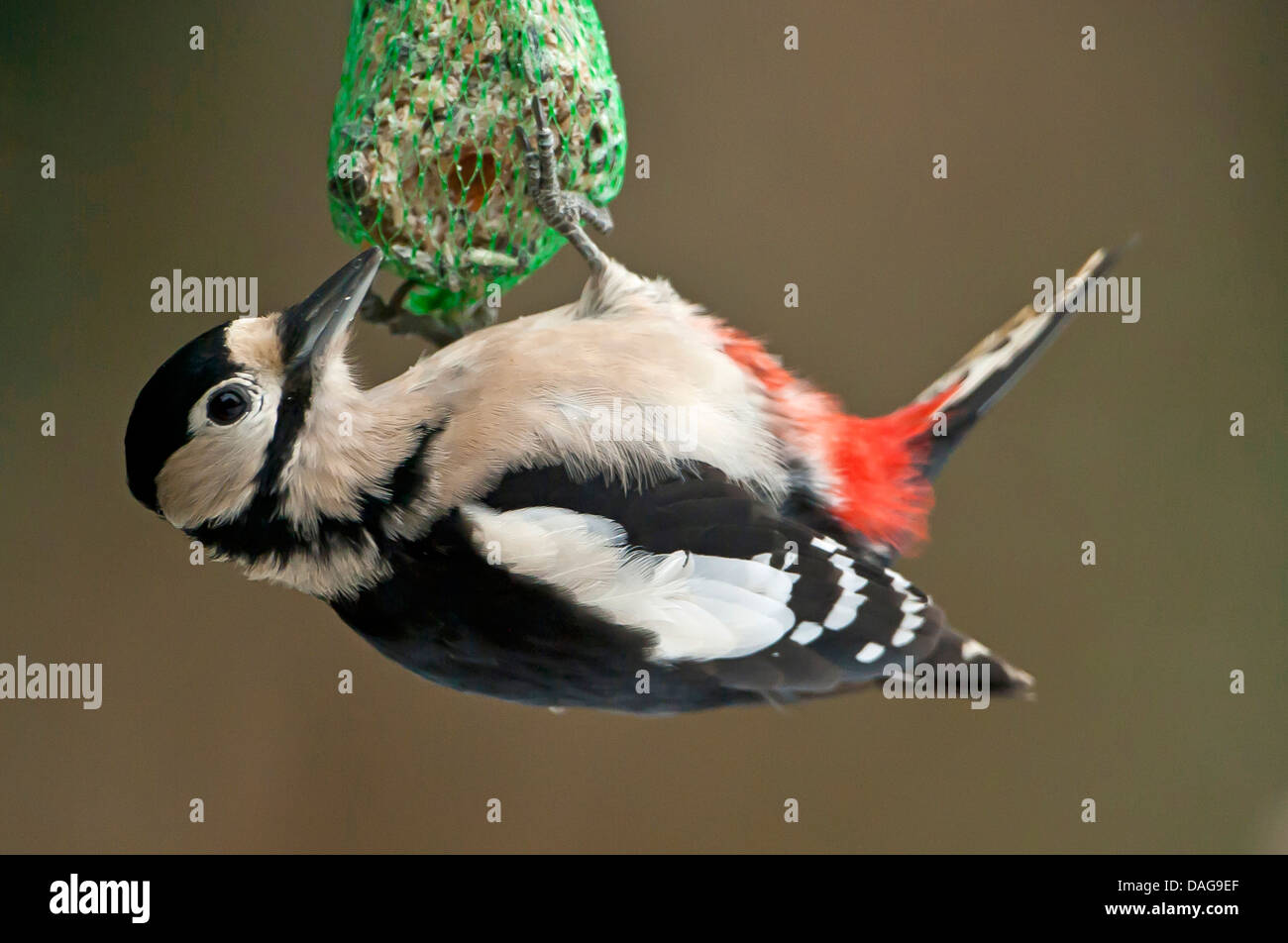 Buntspecht (Picoides major, Dendrocopos großen), hängen auf einem dicken Ball, Deutschland, Nordrhein-Westfalen Stockfoto