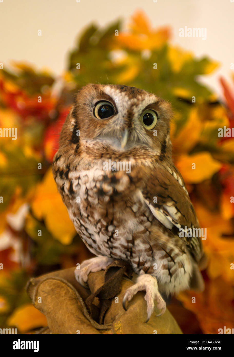 Östlichen Kreischeule (Megascops Asio), sitzen auf der Seite von einem Falkner, USA, Alaska, Haines Stockfoto