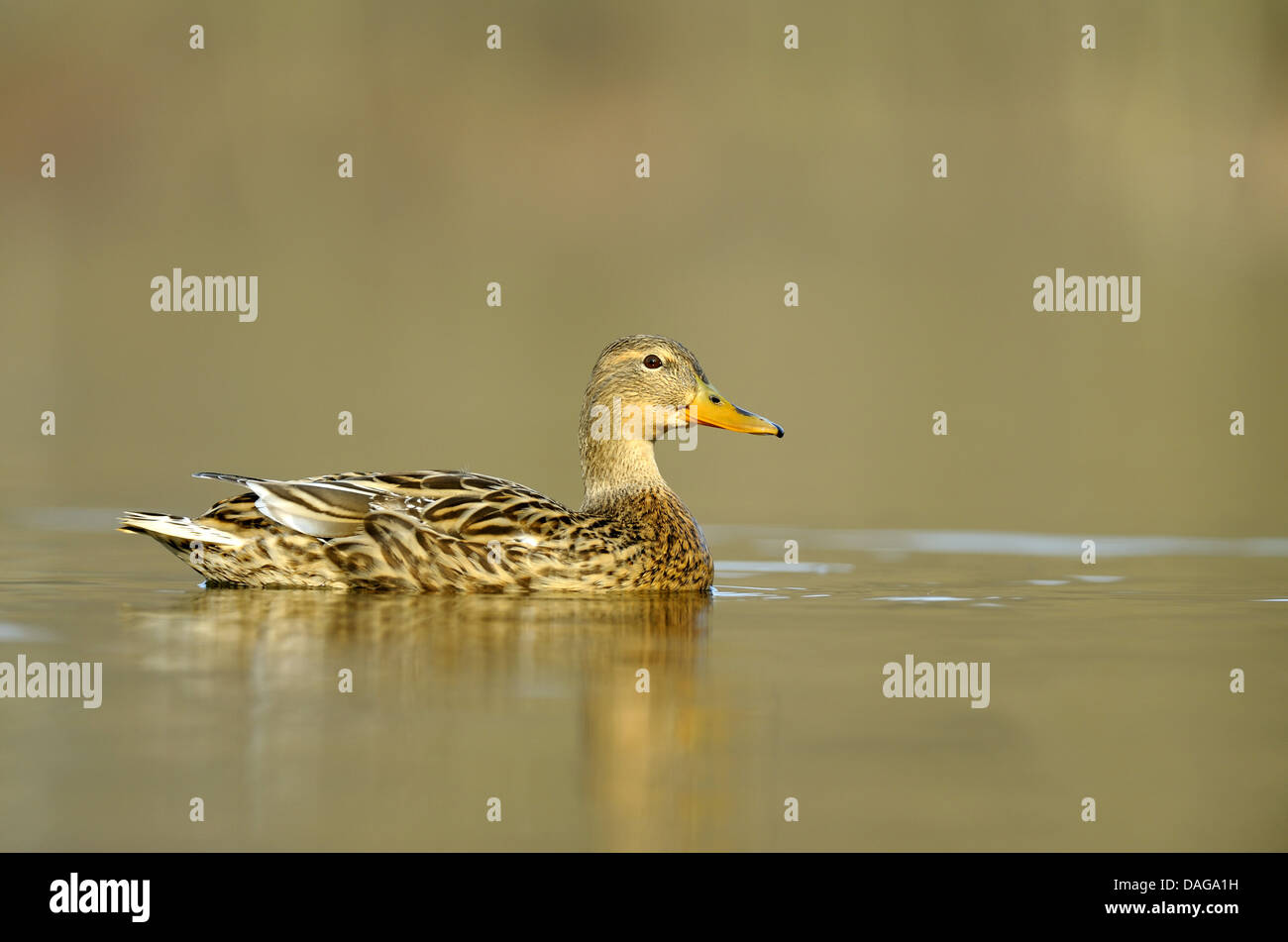 Stockente (Anas Platyrhynchos), Schwimmen, Weiblich, Deutschland, Nordrhein-Westfalen Stockfoto