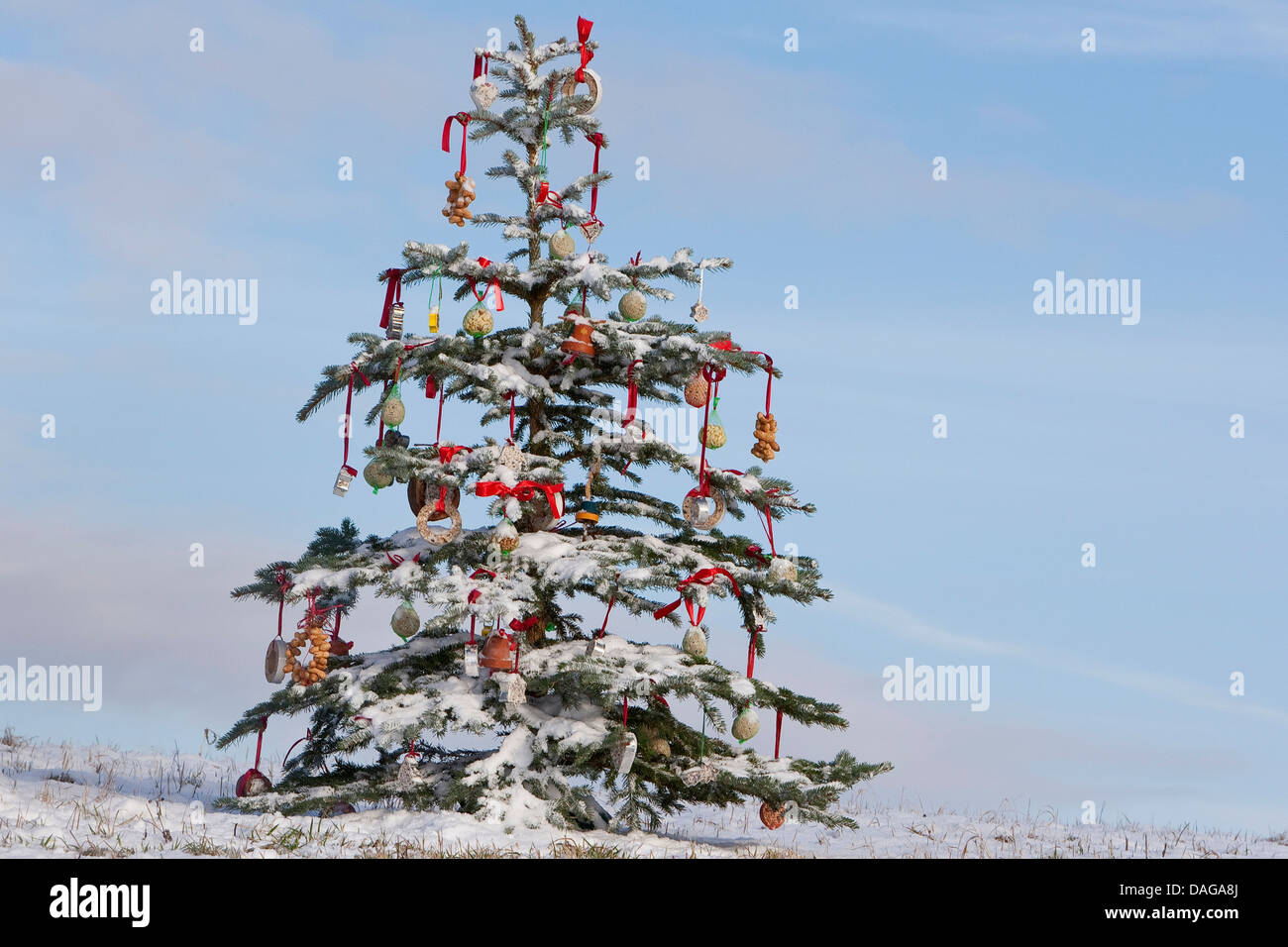 Weihnachtsbaum in einem verschneiten Garten, geschmückt mit Meisenknödeln für die Vögel, Deutschland Stockfoto