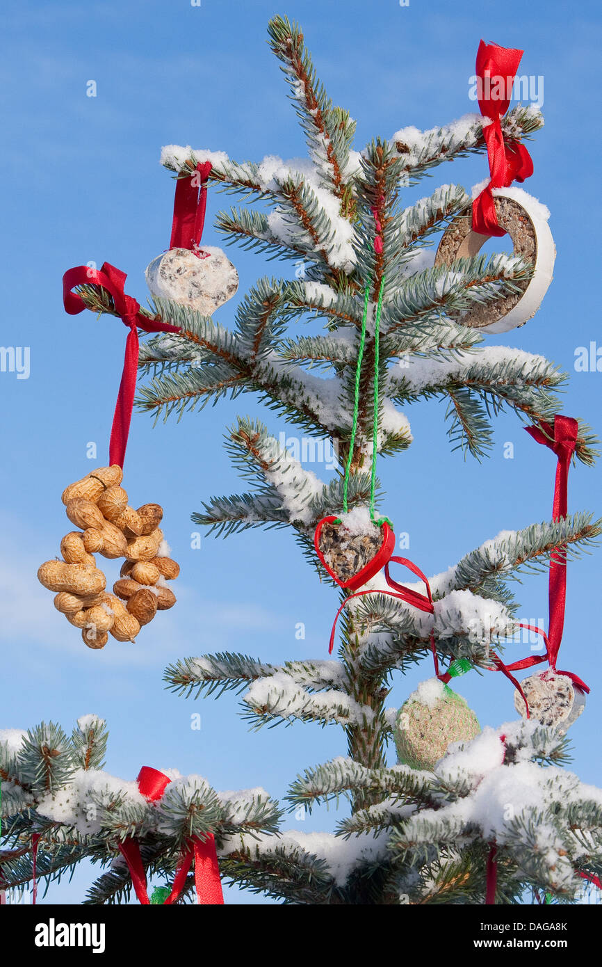 Weihnachtsbaum in einem verschneiten Garten, geschmückt mit Meisenknödeln und andere Nahrung für die Vögel, Deutschland Stockfoto