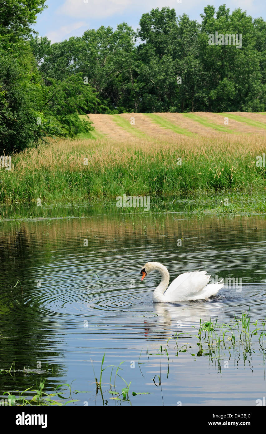 Männlichen Höckerschwan auf Moorland Lebensraum neben gemähte Heu-Feld. Stockfoto