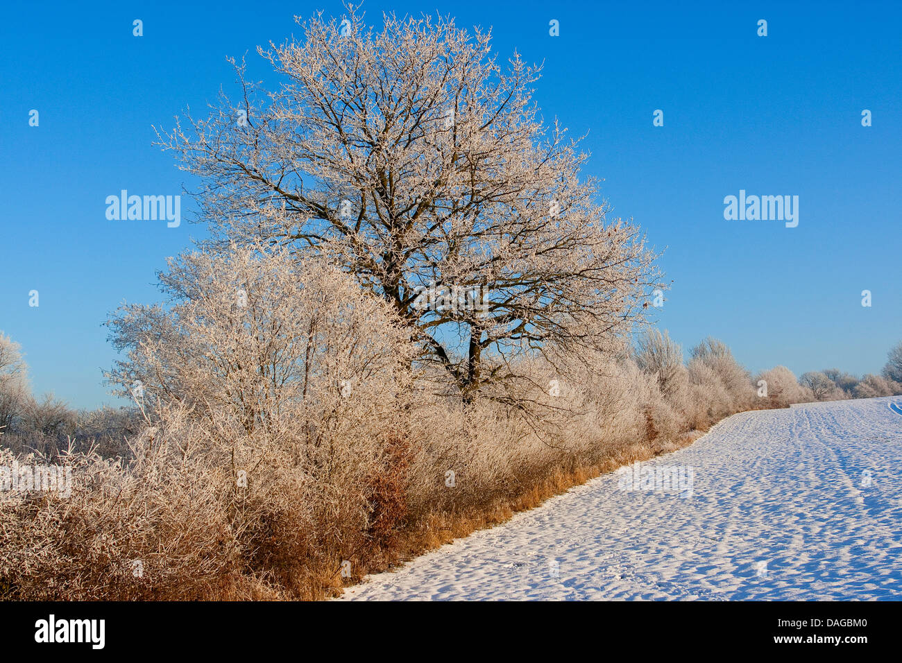 Absicherung im Winter bei Schnee und Frost, Raureif, Deutschland Stockfoto