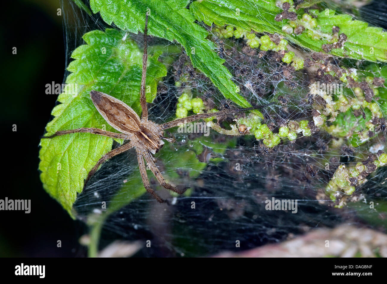 Baumschule Web Spider, fantastische Fischerei Spinne (Pisaura Mirabilis), femal mit jungen Spinnen im Nest, Deutschland Stockfoto