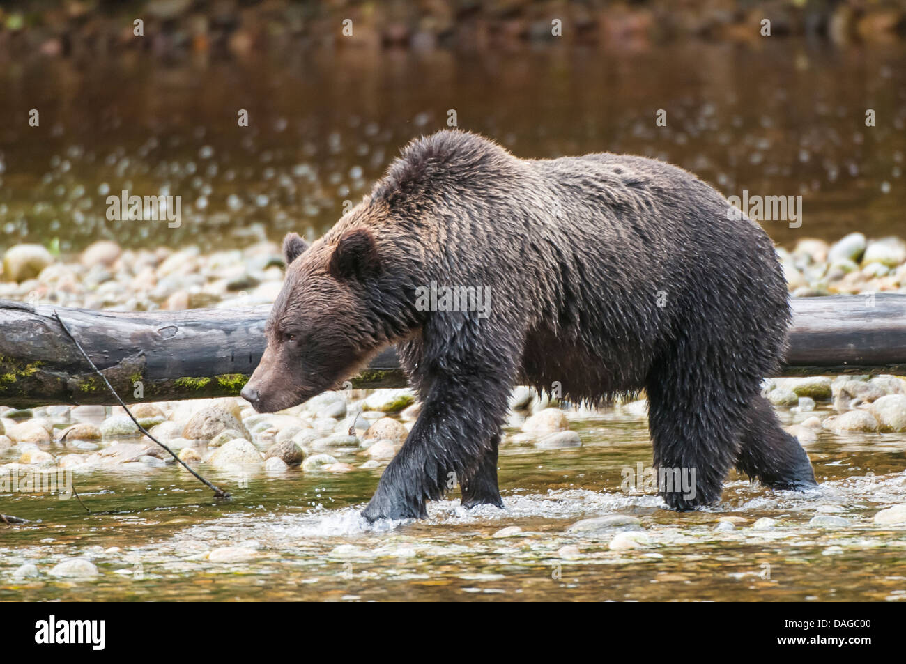 Braune oder grizzly Bär (Ursus Arctos) Angeln auf Lachs in Great Bear Rainforest, British Columbia, Kanada. Stockfoto