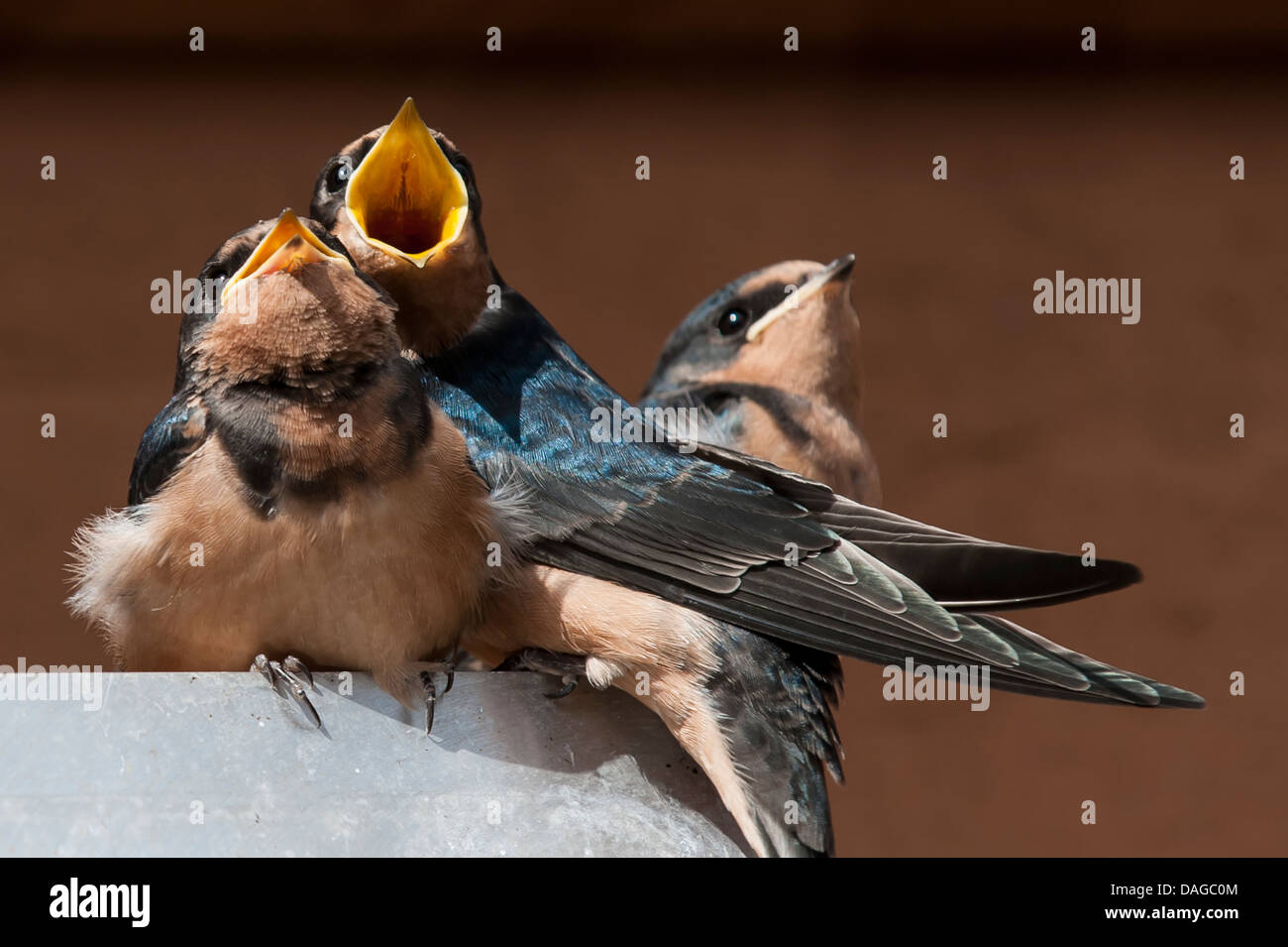 Unreife Scheune schlucken (Hirundo Rustica), Great Bear Rainforest, Britisch-Kolumbien Kanada. Stockfoto