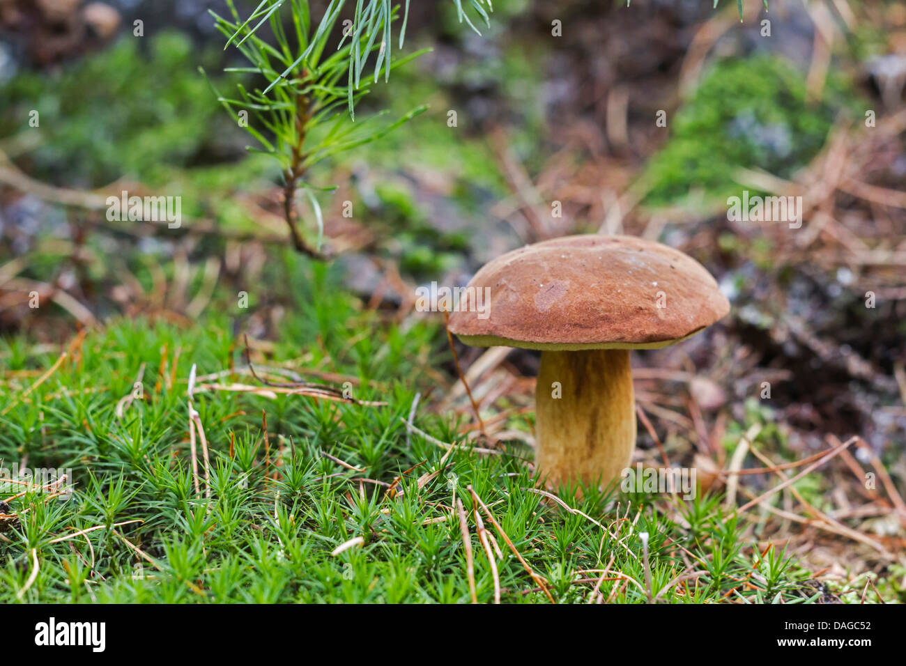 Bucht Bolete (Boletus Badius, Xerocomus Badius) in Moos, Deutschland Stockfoto