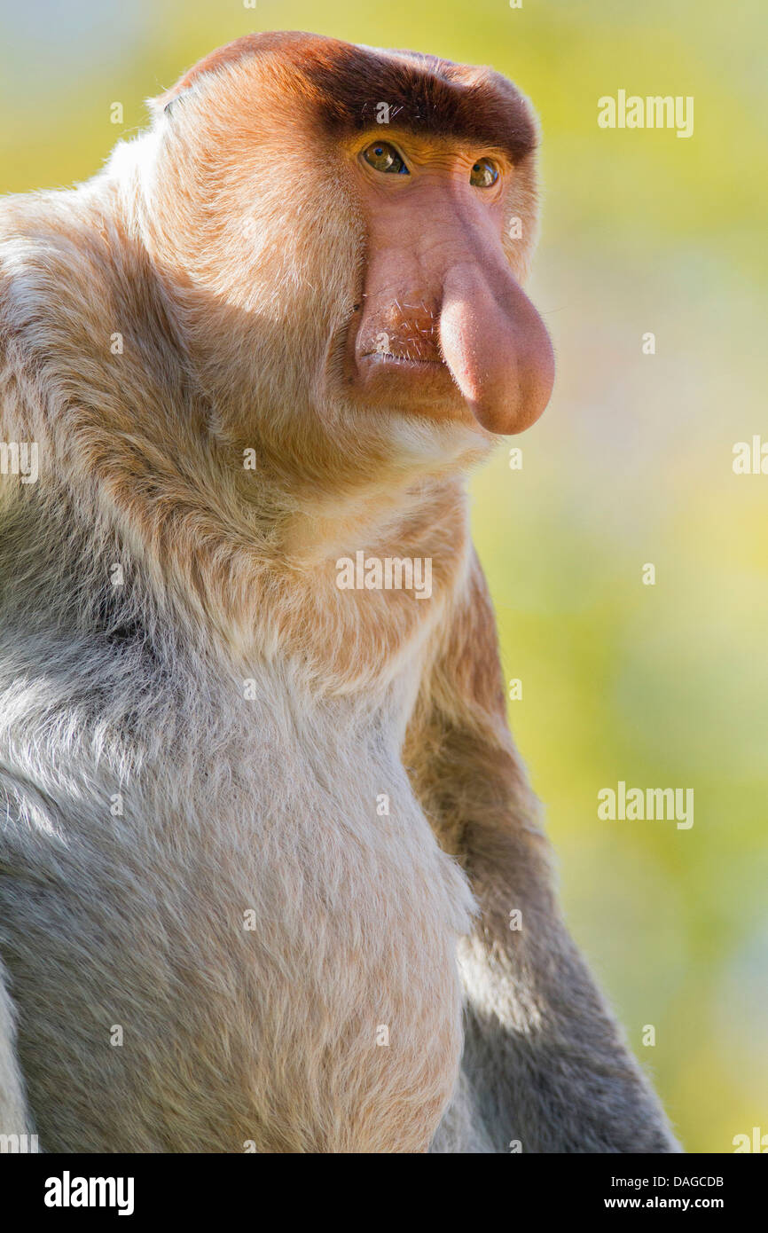 Nasenaffe (Nasalis Larvatus), halblängen portrait Stockfoto
