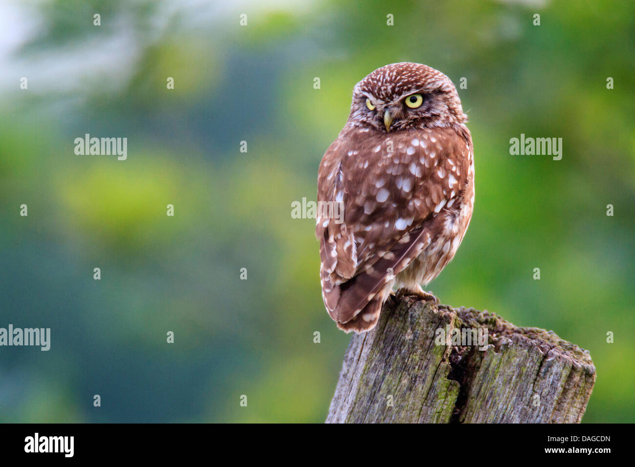 Steinkauz (Athene Noctua), sitzt auf einem hölzernen Pfosten, Deutschland Stockfoto