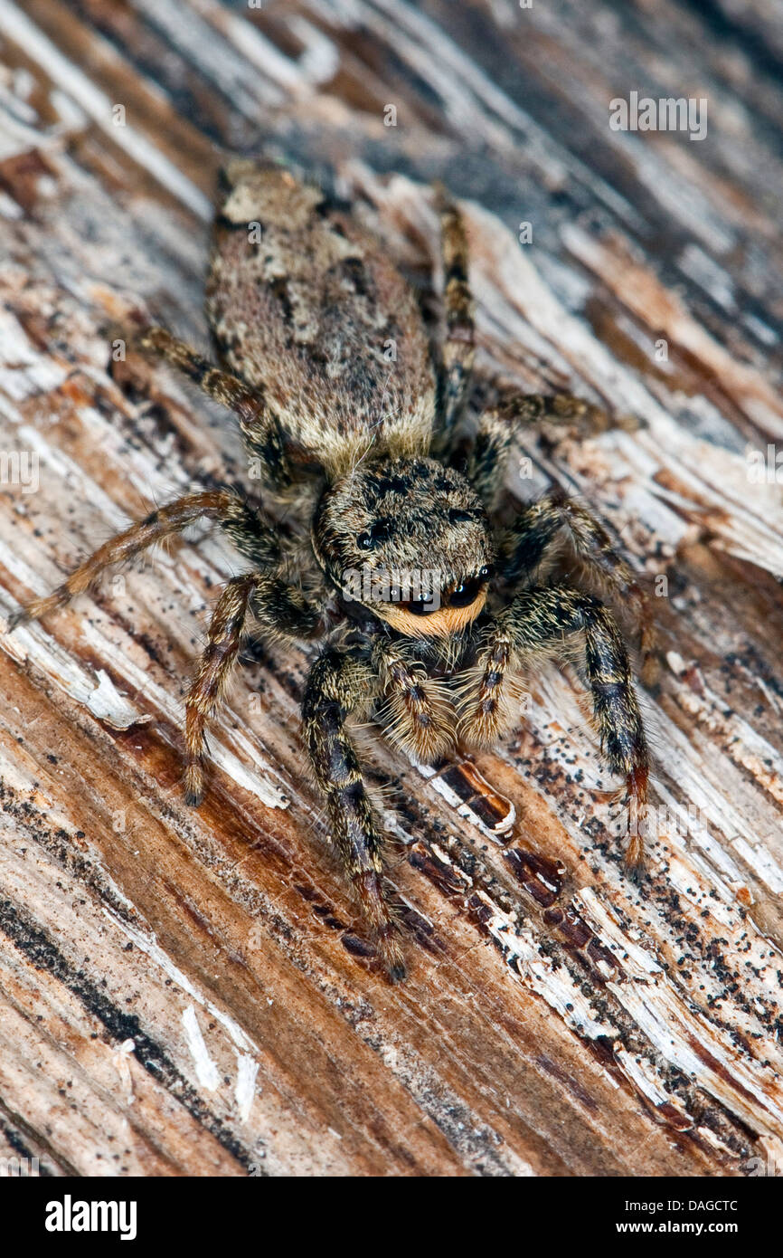 Spinne (Marpissa Muscosa, Marpissa Rumpfii) springen, sitzen auf Rinde gut  getarnt, Deutschland Stockfotografie - Alamy