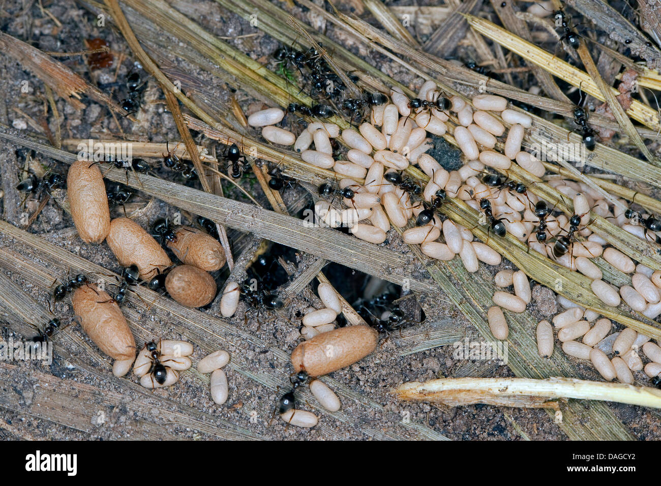 Schwarzer Garten, gemeinsame Schwarze Ameise (Lasius S. str., Wahrscheinlich Lasius Niger), nest mit Eiern, Puppen und Arbeitnehmer, Deutschland Stockfoto