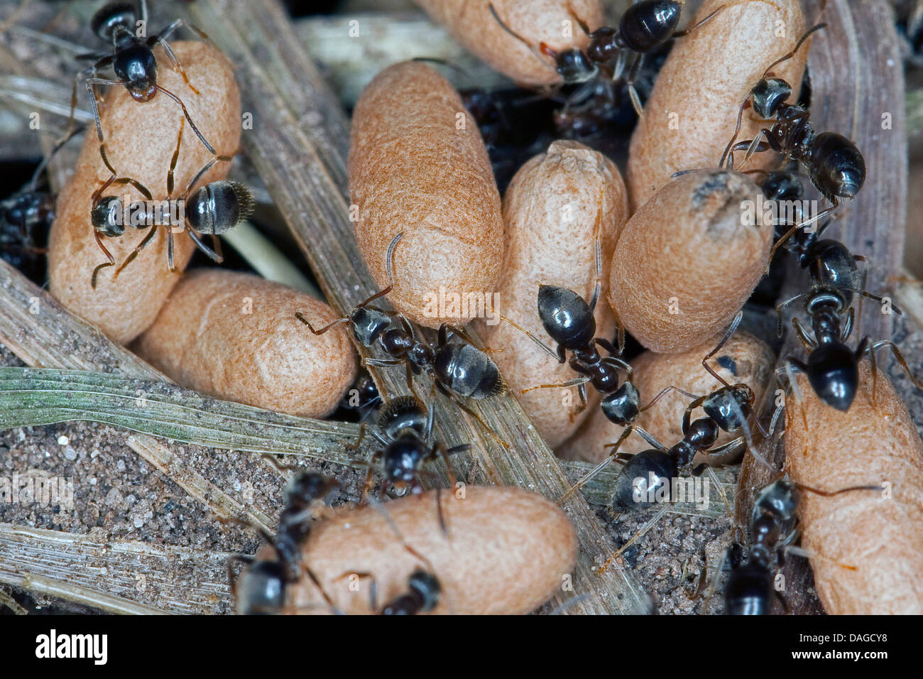 Schwarzer Garten, gemeinsame Schwarze Ameise (Lasius S. str., Wahrscheinlich Lasius Niger), nest mit Puppen und Arbeiter, Deutschland Stockfoto