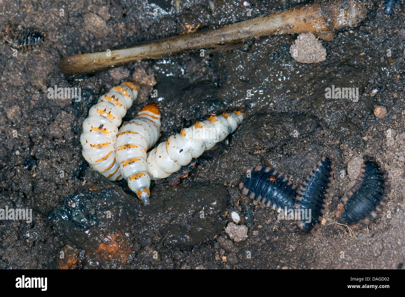 Schwarze Käfer (Necrophorus Humator, Nicrophorus Humator) zu begraben, Käfer Larven der schwarzen begraben Fütterung auf Leiche zusammen mit Larven des Oiceoptoma Thoracicum der L2 oder L3 Bühne, Deutschland Stockfoto