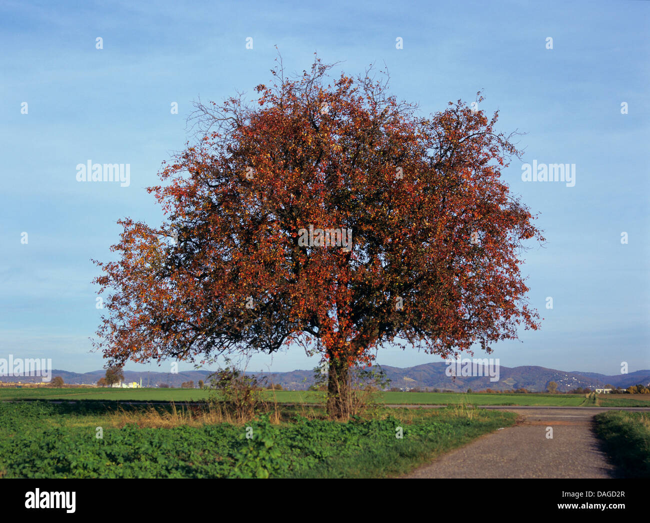 Europäische Wildbirne (Pyrus Pyraster), einziger Baum an einem