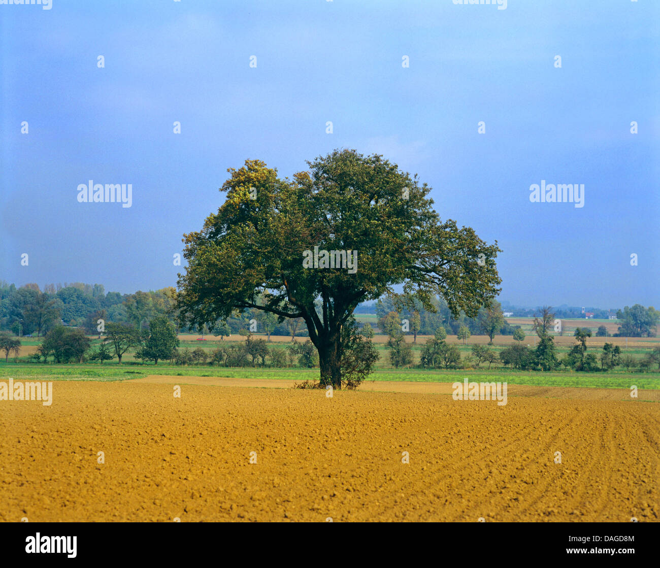 Speierling (Sorbus Domestica), Baum in einem Feld, Deutschland Stockfoto