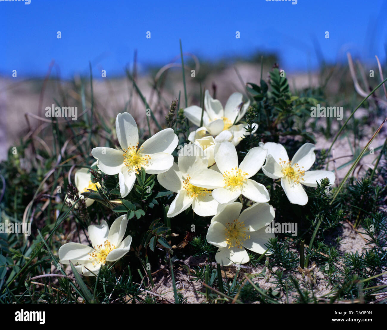 Burnet Rose (Rosa La Rosa Pimpinellifolia), blühen, Niederlande, Texel Stockfoto