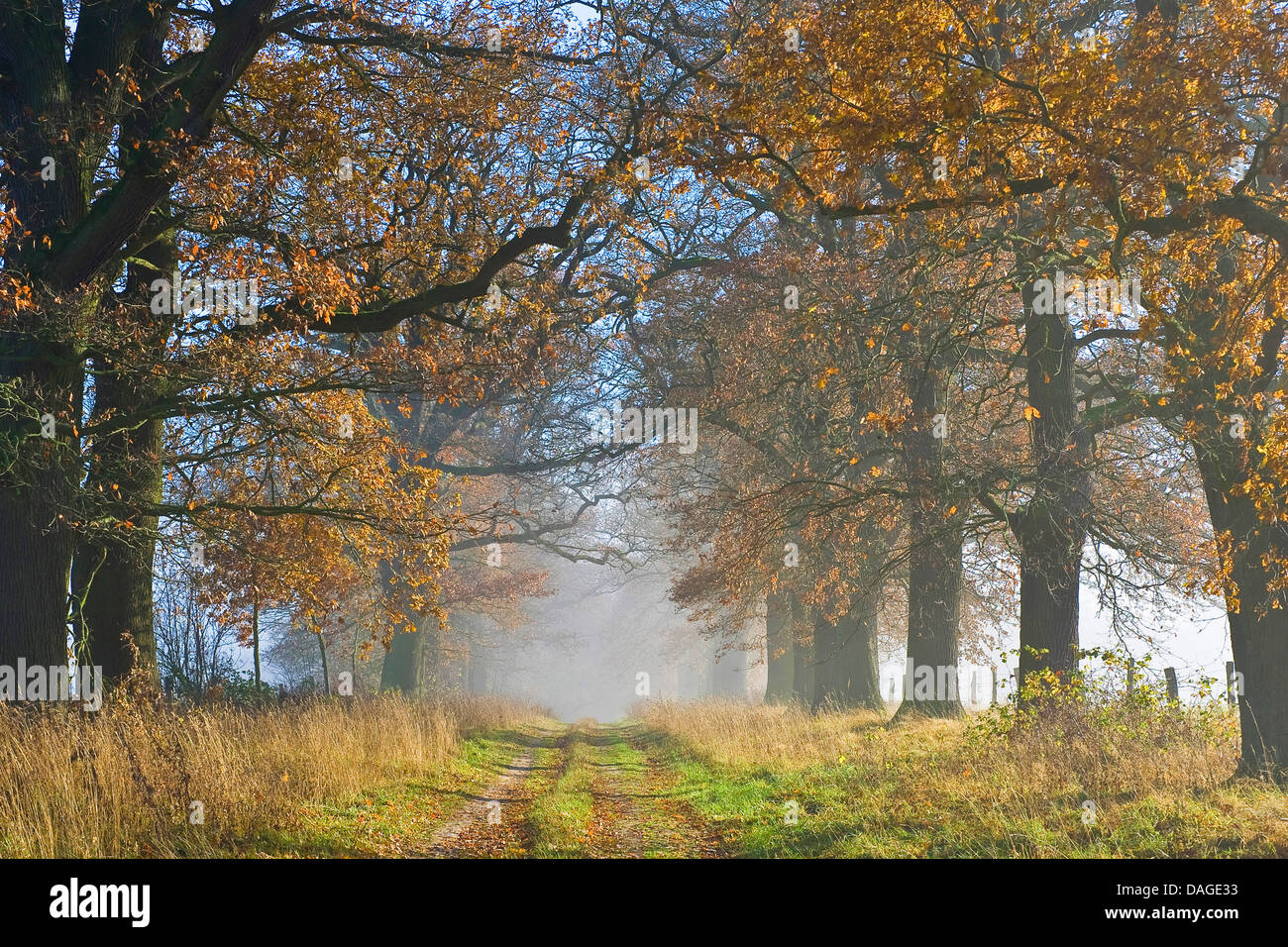 Stieleiche, pedunculate Eiche, Stieleiche (Quercus Robur), alte Eichenallee im Morgennebel im Herbst, Deutschland, Hessen, Beberbeck Stockfoto