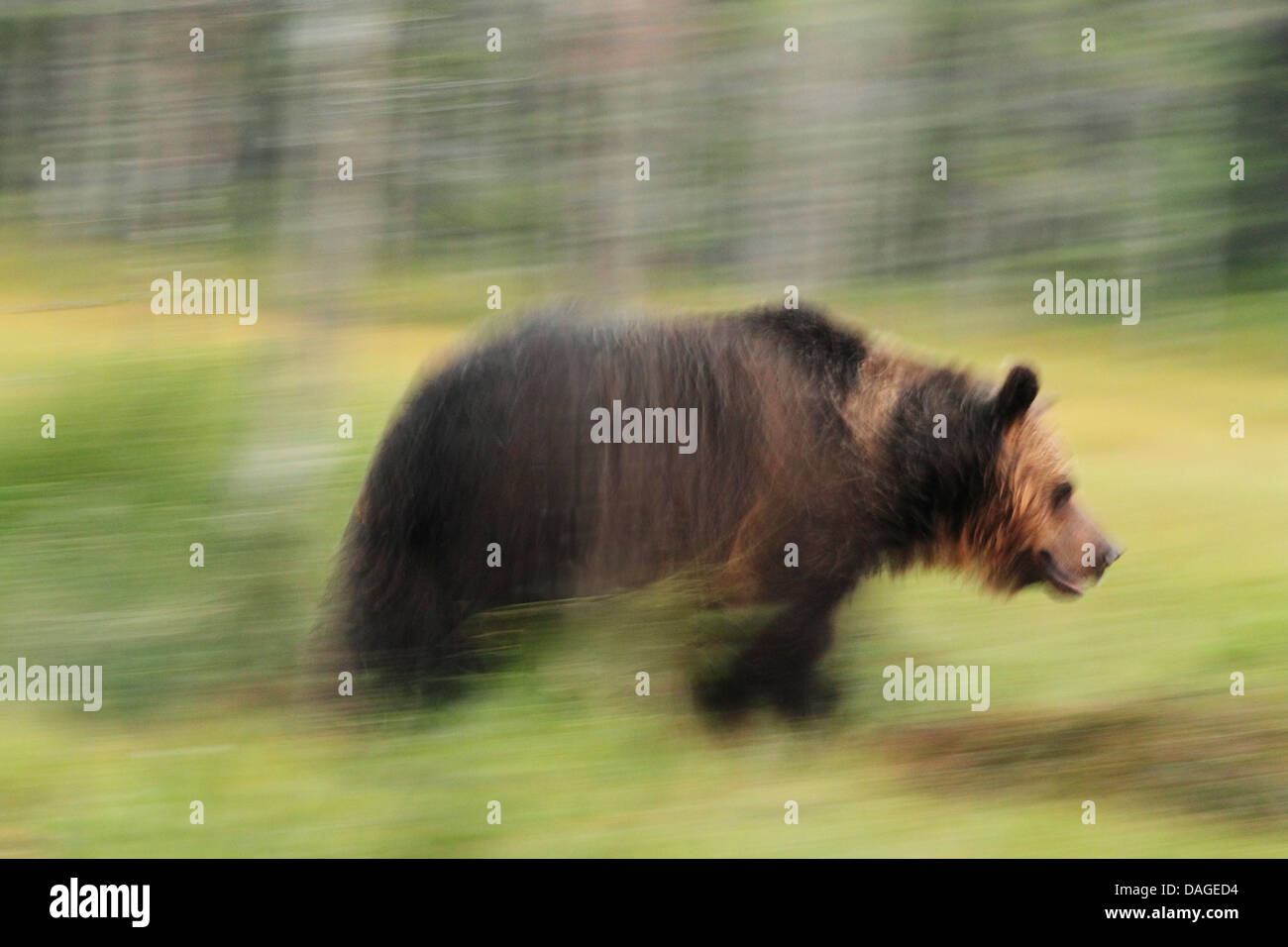 Europäischer Braunbär (Ursus Arctos) laufen Unschärfe zeigen Bewegung. Auch genannt; Braunbär, Alaskan Braunbär und Kodiak Bären. Stockfoto