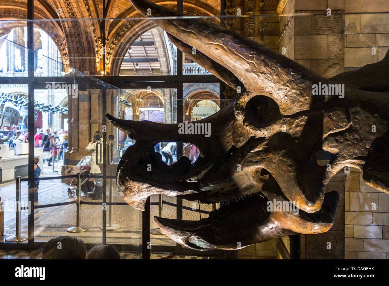 Großbritannien, England, London, Natural History Museum, Triceratops-Schädel Stockfoto