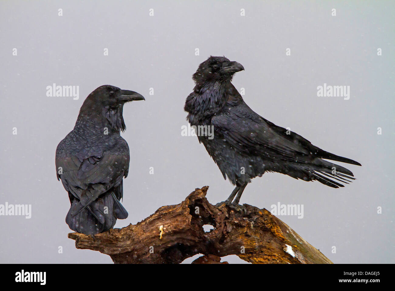 Kolkrabe (Corvus Corax), zwei Raben auf einer Baumwurzel bei Schneefall umzusehen, Sliven, Bulgarien, Sredna Gora Stockfoto