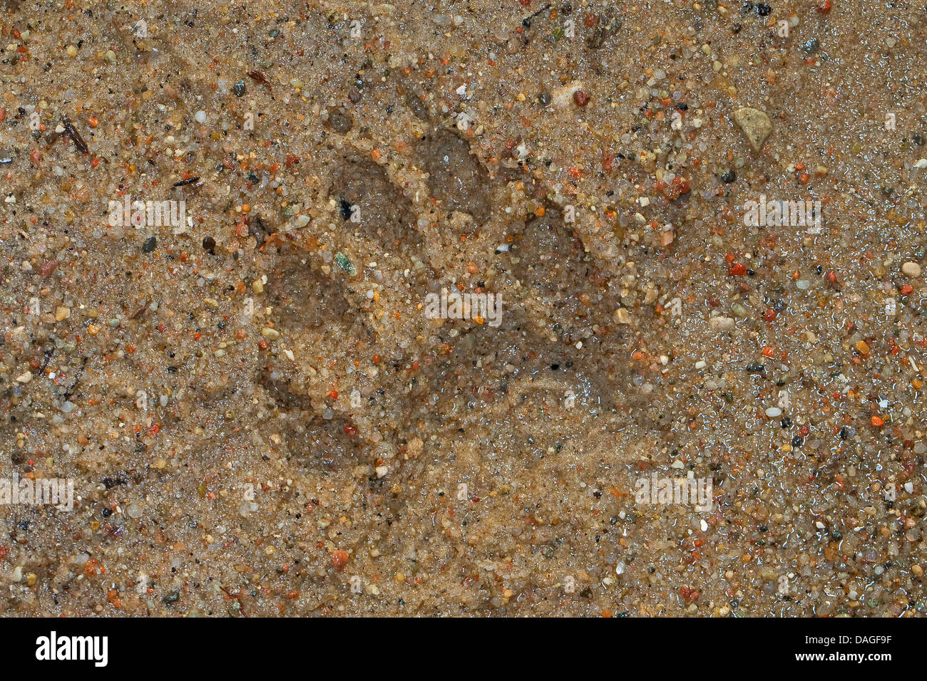 gemeinsamen Waschbär (Procyon Lotor), Fußdruck im nassen sand Stockfoto gemeinsamen Waschbär (Procyon Lotor), Fußdruck im nassen sand Stockfoto