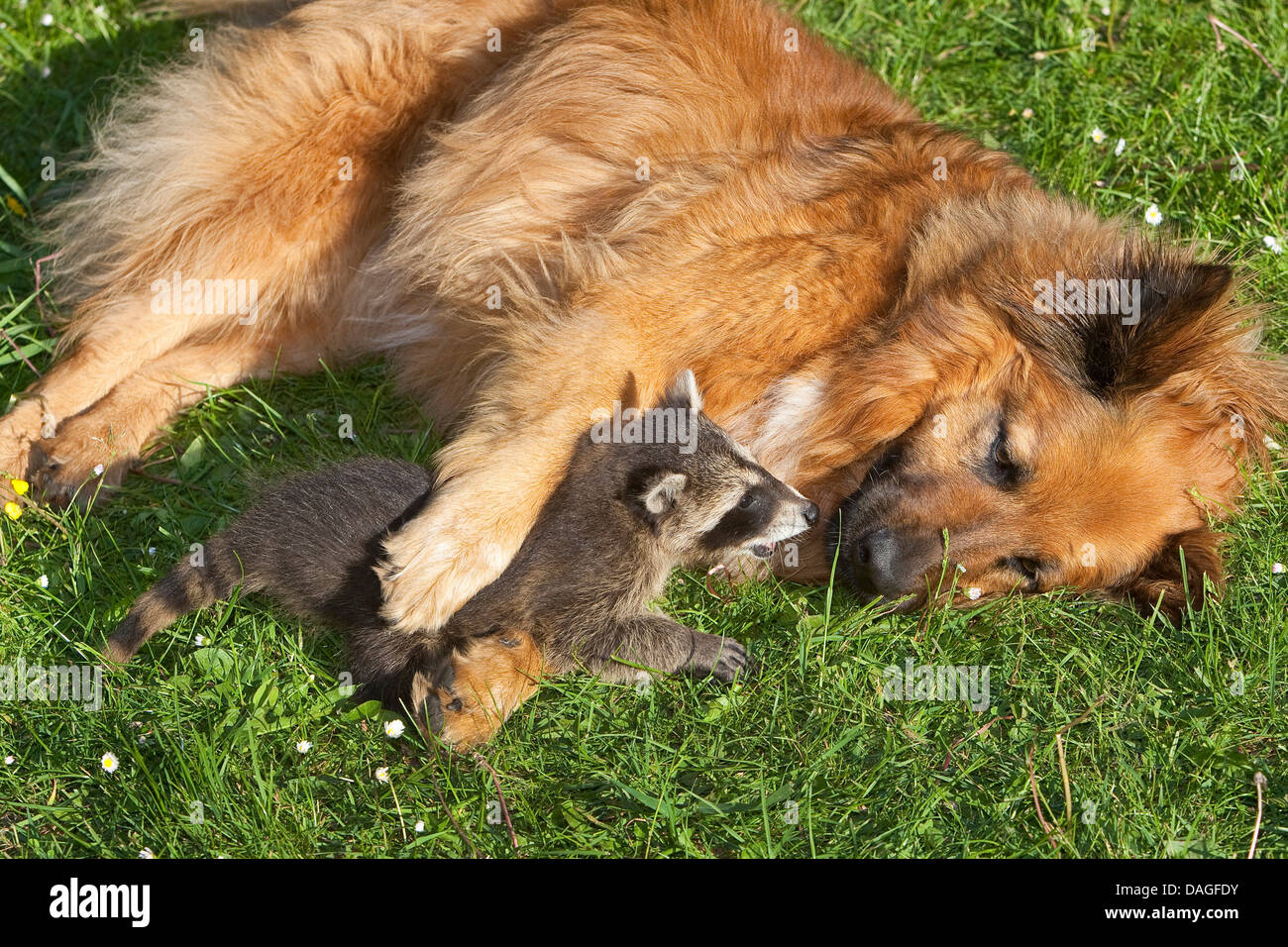 gemeinsamen Waschbär (Procyon Lotor), Handaufzucht juvenile Waschbär spielen mit Hund auf einer Wiese, Deutschland Stockfoto