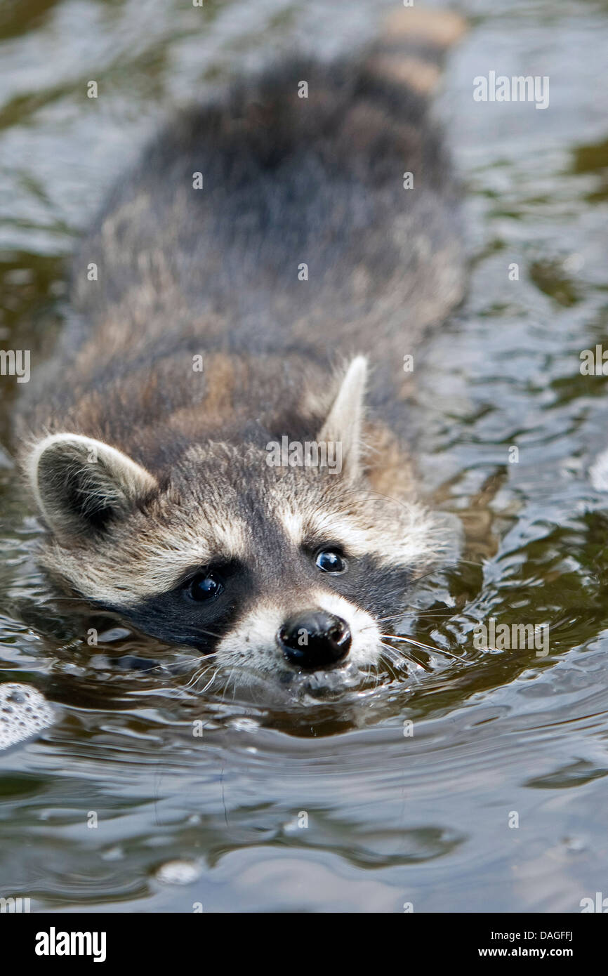 gemeinsamen Waschbär (Procyon Lotor), drei Monate altes Jungtier schwimmen, Deutschland Stockfoto