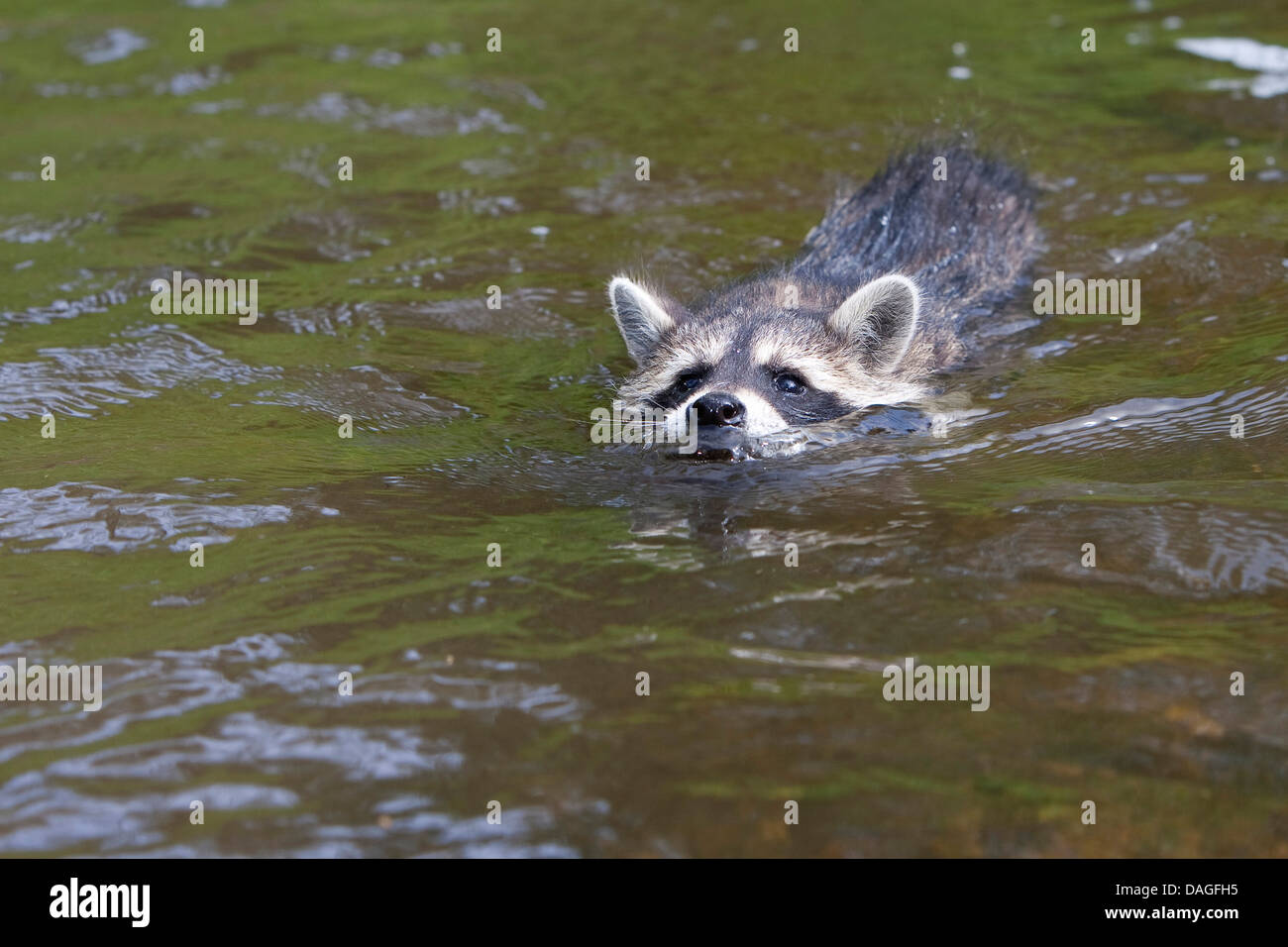 gemeinsamen Waschbär (Procyon Lotor), drei Monate altes Jungtier schwimmen, Deutschland Stockfoto