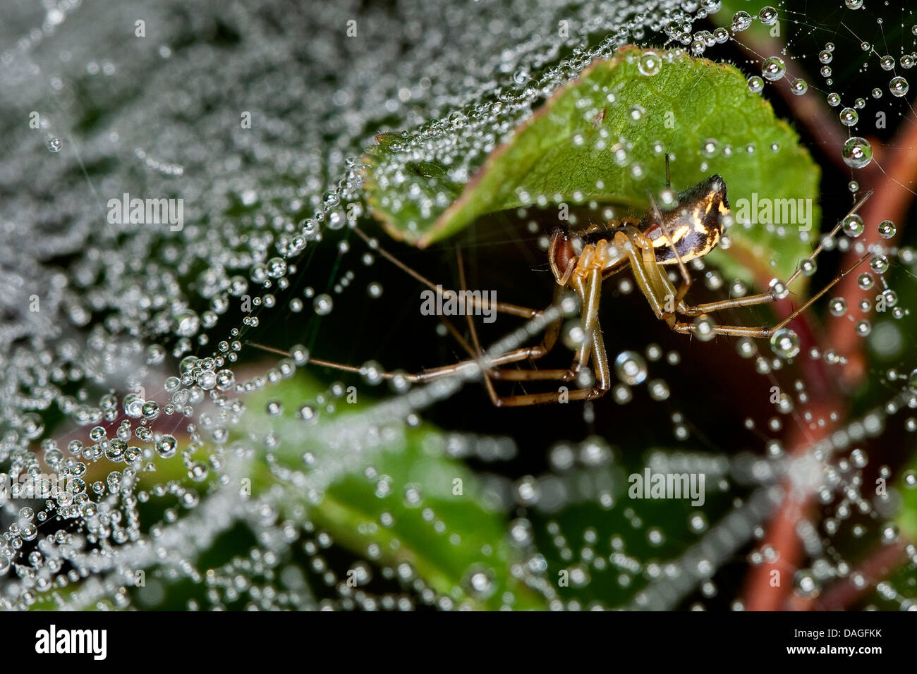 Blatt-Web Weaver, Linie weben Spinne, Linie Weber (Linyphia Triangularis), im Spinnennetz mit Tautropfen, Deutschland Stockfoto