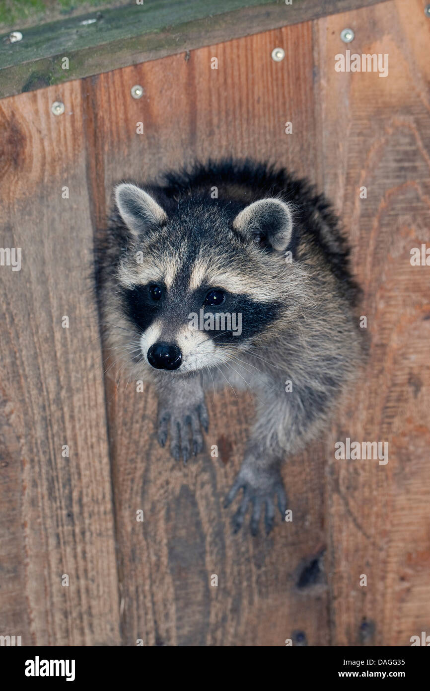 gemeinsamen Waschbär (Procyon Lotor), drei Monate altes Jungtier aus seiner Höhle, Deutschland Stockfoto