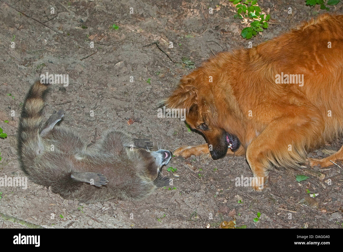 gemeinsamen Waschbär (Procyon Lotor), Handaufzucht juvenile Waschbär spielen mit Hund auf einer Wiese, Deutschland Stockfoto