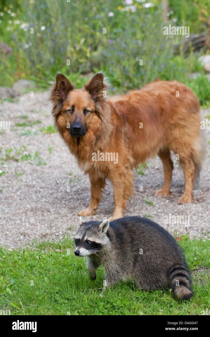 gemeinsamen Waschbär (Procyon Lotor), zahme Welpen eng befreundet mit Hund, Friedship zwischen Hund und wildes Tier, Deutschland Stockfoto