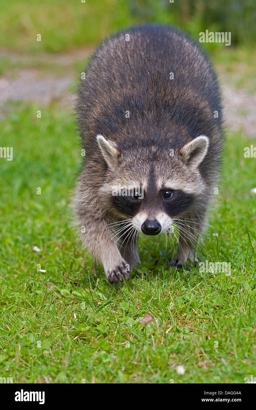 gemeinsamen Waschbär (Procyon Lotor), vier Monate alte Männchen, die zu Fuß über eine Wiese, Deutschland Stockfoto