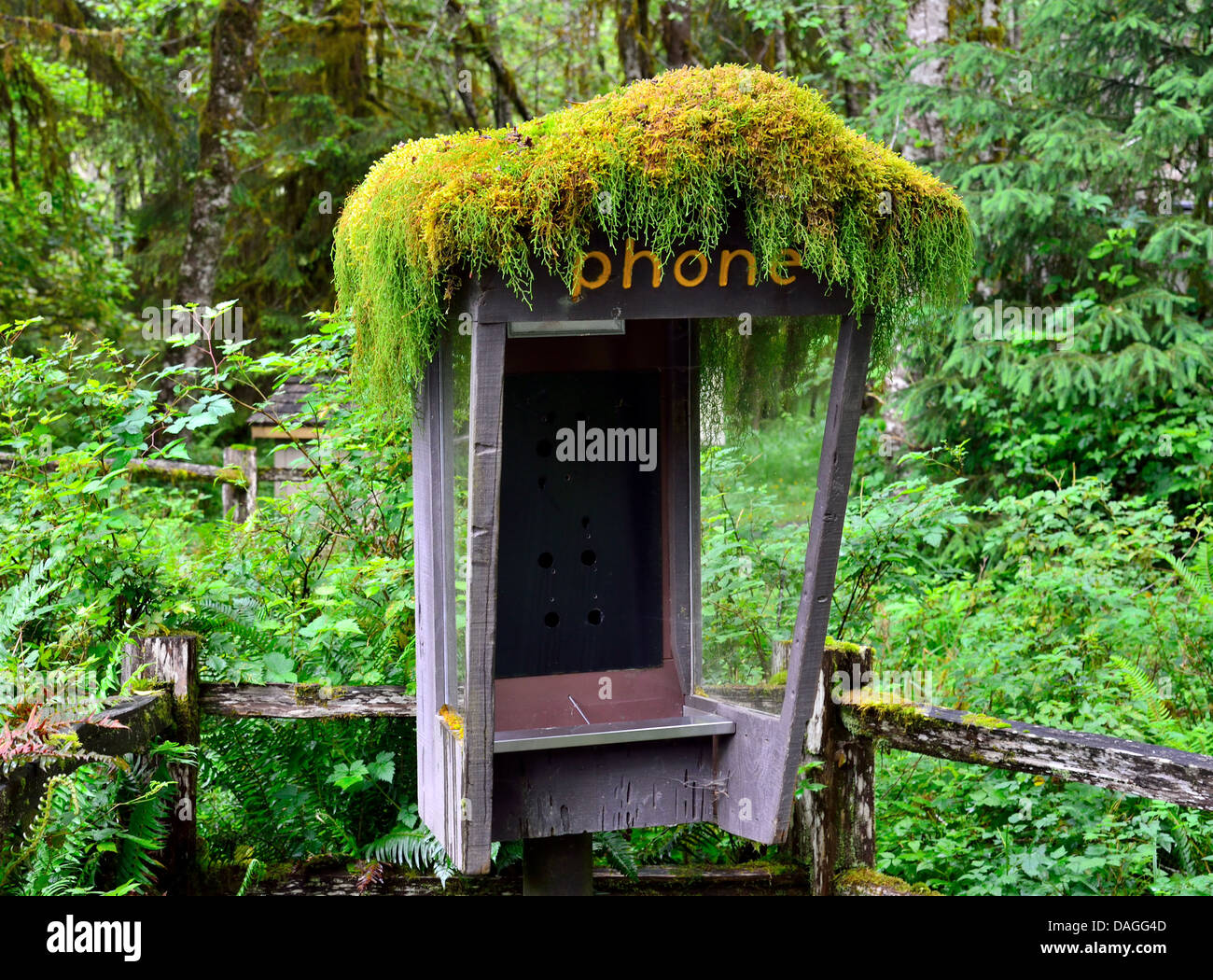 Eine alte Telefonzelle, bedeckt mit dicken grünen Moos am Hol Rain Forest Visitor Center. Olympic Nationalpark, Washington, USA. Stockfoto