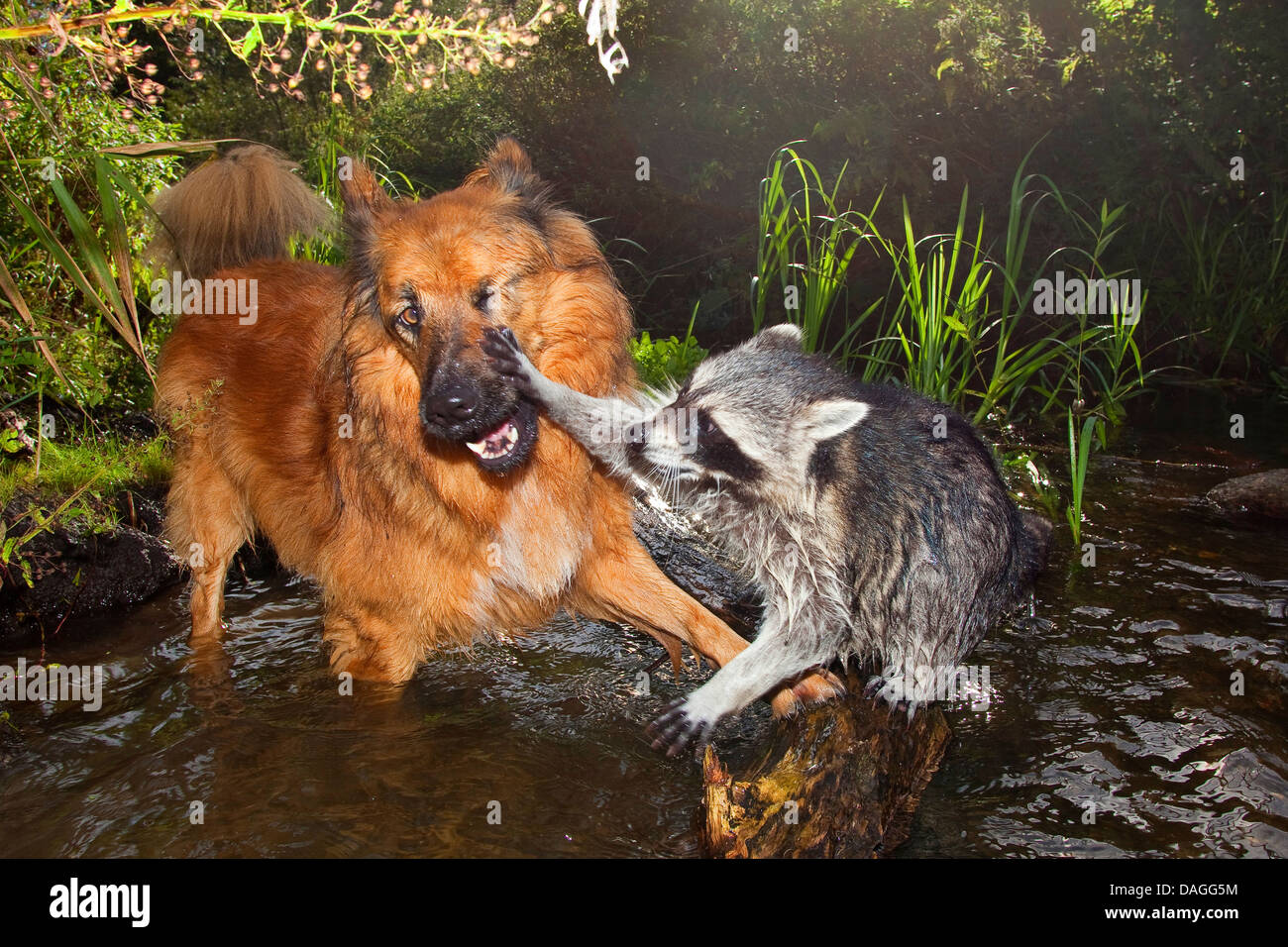 gemeinsamen Waschbär (Procyon Lotor), zahme Welpen eng befreundet mit Hund, spielen zusammen in einem Bach, Friedship zwischen Hund und wildes Tier, Deutschland Stockfoto