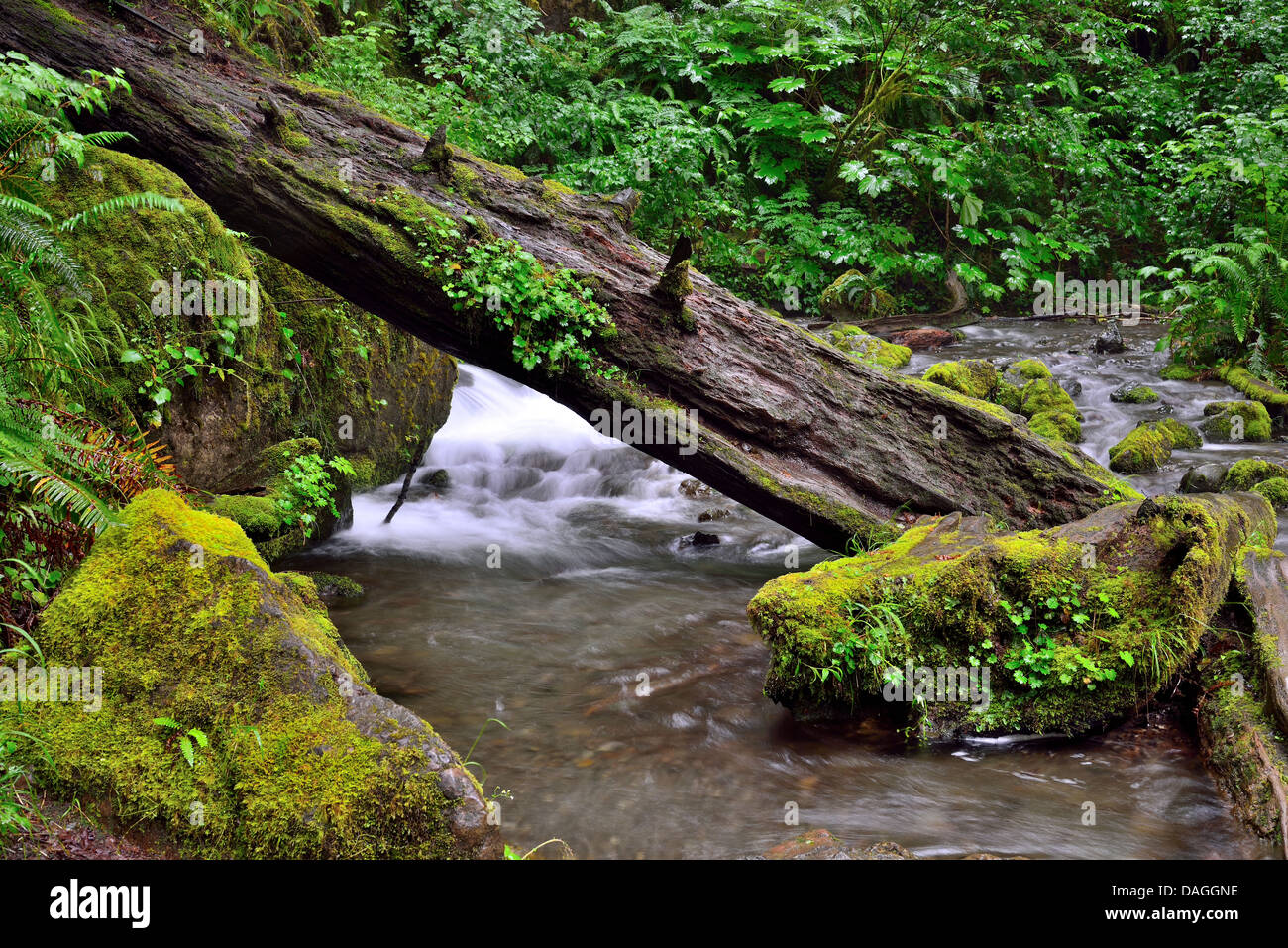 Ein toten Baumstamm Stütze dich auf das Moos bedeckt Rock im Regenwald. Olympic Nationalpark, Washington, USA. Stockfoto