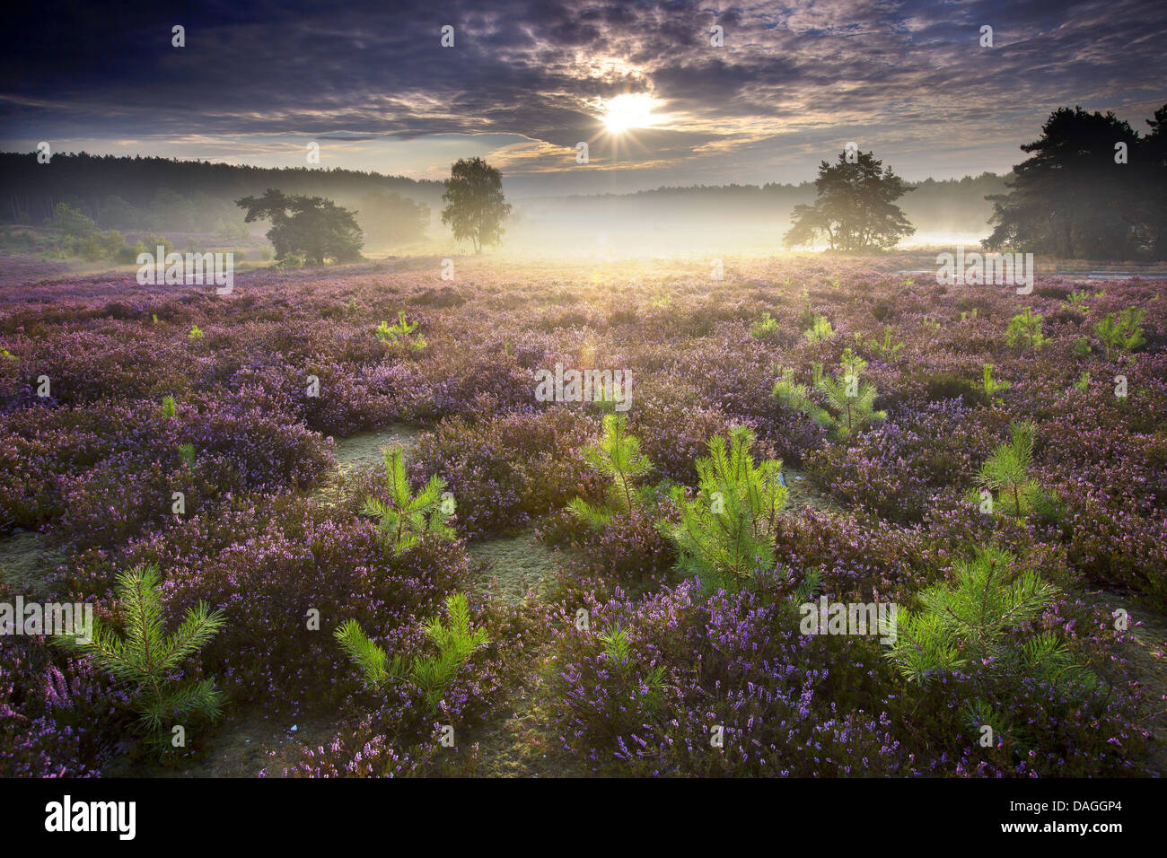 Scotch, Kiefer, Föhre (Pinus Sylvestris), jungen Kiefern in blühender Heide im Naturschutzgebiet de Teut in der Morgen, Belgien, Limburg, Nationalpark Hoge Kempen Stockfoto