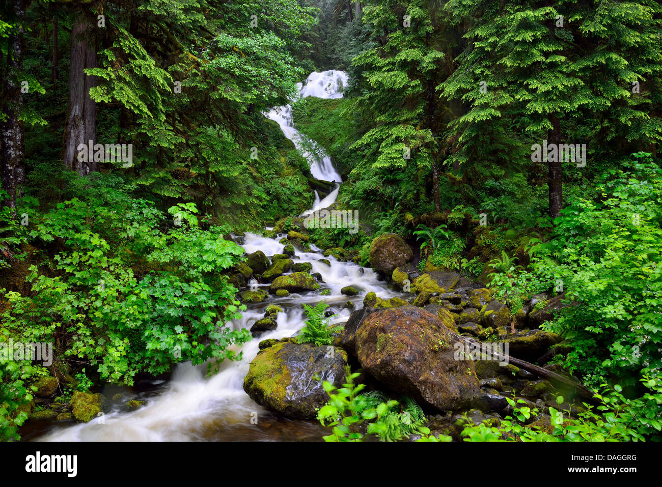 Üppige Vegetation um die Reihe Fälle. Olympic Nationalpark, Washington, USA. Stockfoto